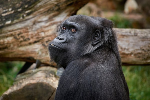 G. g. gorilla, Krefeld (DE) -- 2023 -- 0502