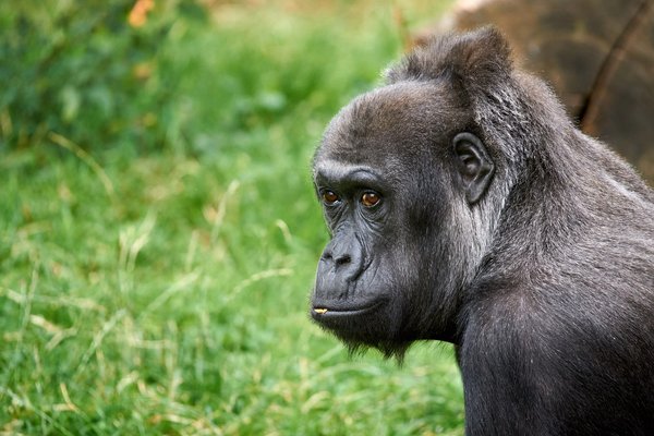 G. g. gorilla, Krefeld (DE) -- 2023 -- 0509