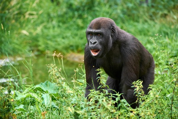 G. g. gorilla, Krefeld (DE) -- 2023 -- 0520
