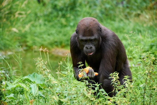 G. g. gorilla, Krefeld (DE) -- 2023 -- 0521
