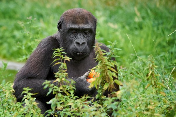 G. g. gorilla, Krefeld (DE) -- 2023 -- 0523