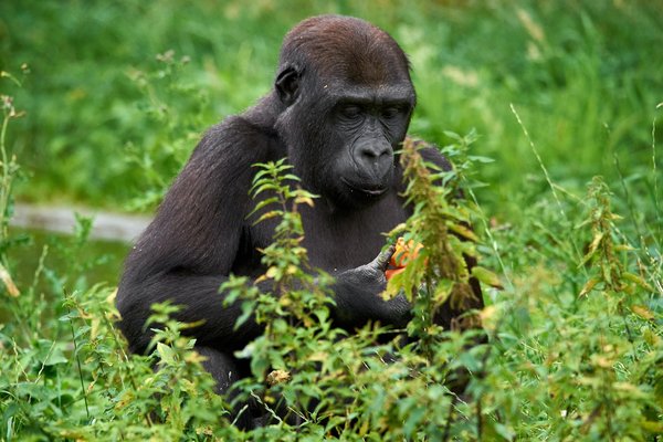 G. g. gorilla, Krefeld (DE) -- 2023 -- 0524