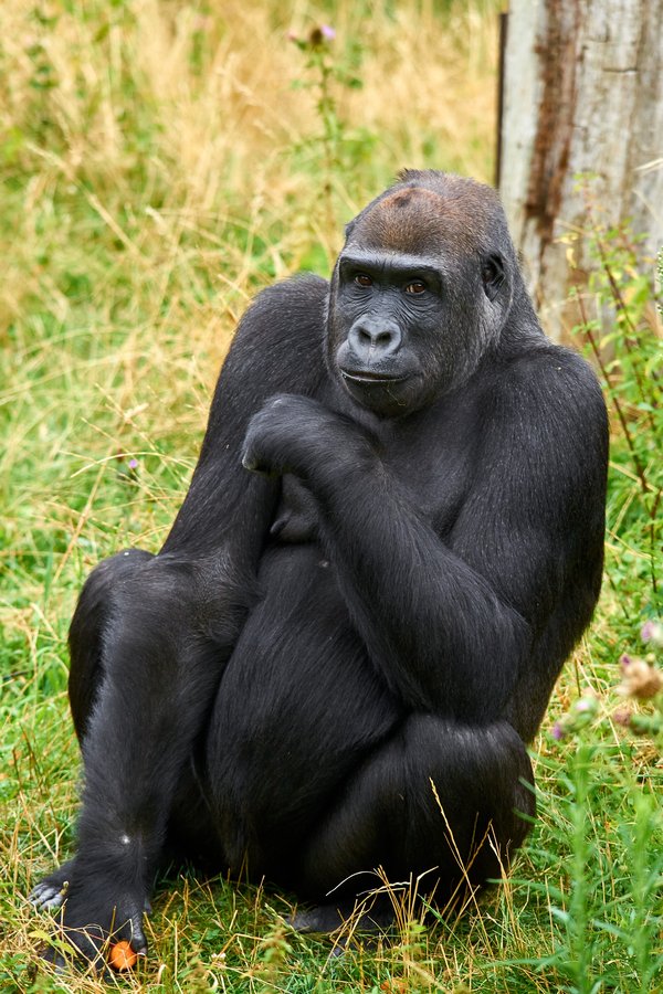 G. g. gorilla, Krefeld (DE) -- 2023 -- 0554