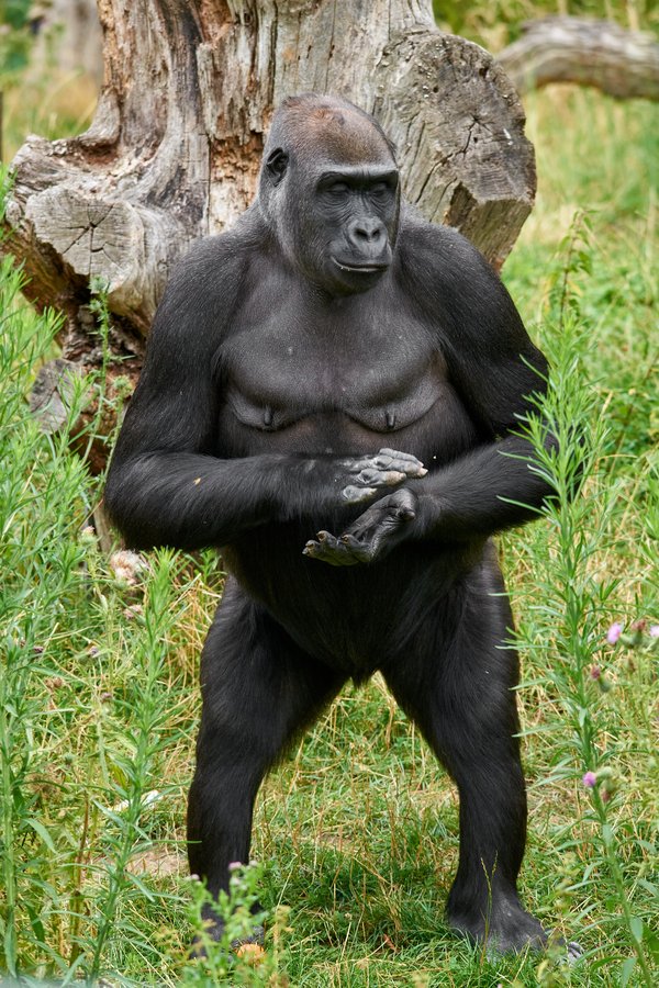 G. g. gorilla, Krefeld (DE) -- 2023 -- 0562
