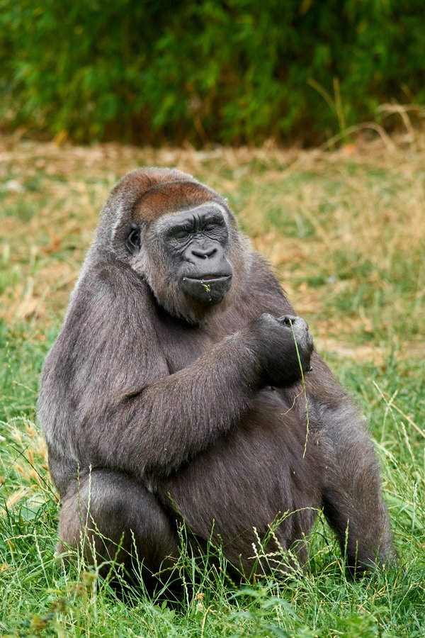 G. g. gorilla, Krefeld (DE) -- 2023 -- 0577