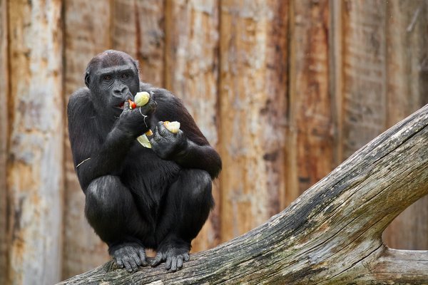 G. g. gorilla, Krefeld (DE) -- 2023 -- 0583