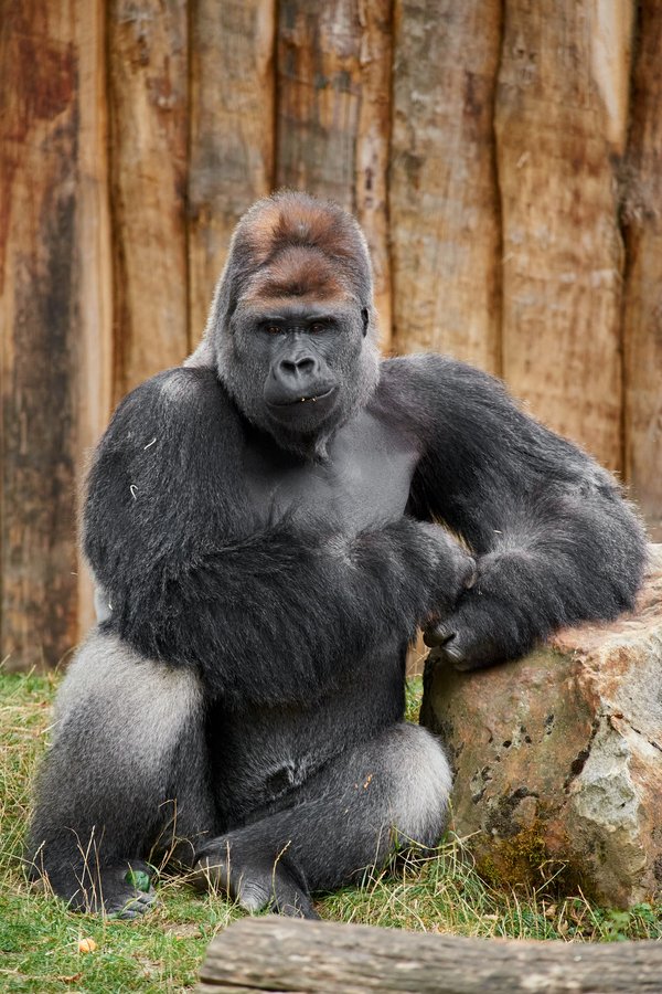 G. g. gorilla, Krefeld (DE) -- 2023 -- 0590