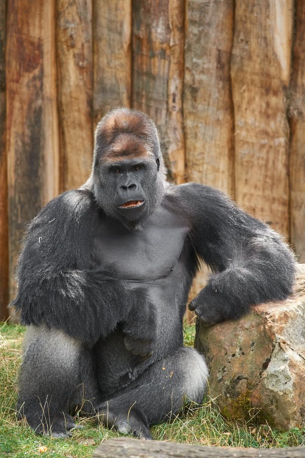 G. g. gorilla, Krefeld (DE) -- 2023 -- 0601