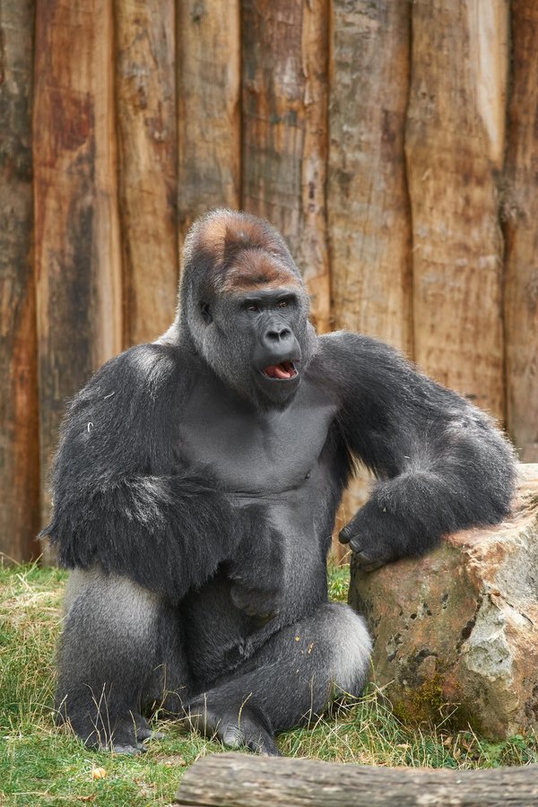 G. g. gorilla, Krefeld (DE) -- 2023 -- 0602