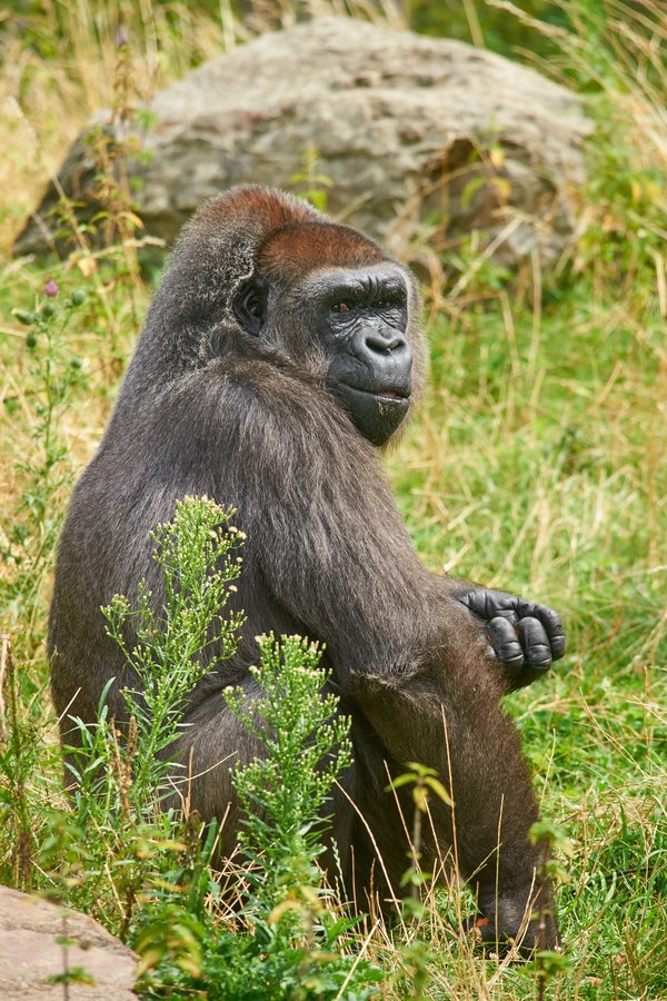 G. g. gorilla, Krefeld (DE) -- 2023 -- 0608