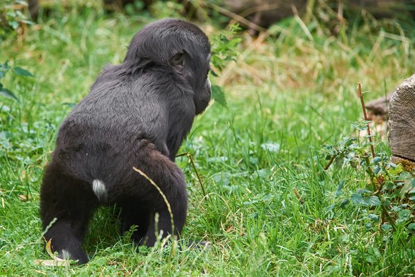 G. g. gorilla, Krefeld (DE) -- 2023 -- 0622