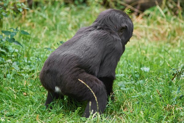 G. g. gorilla, Krefeld (DE) -- 2023 -- 0623