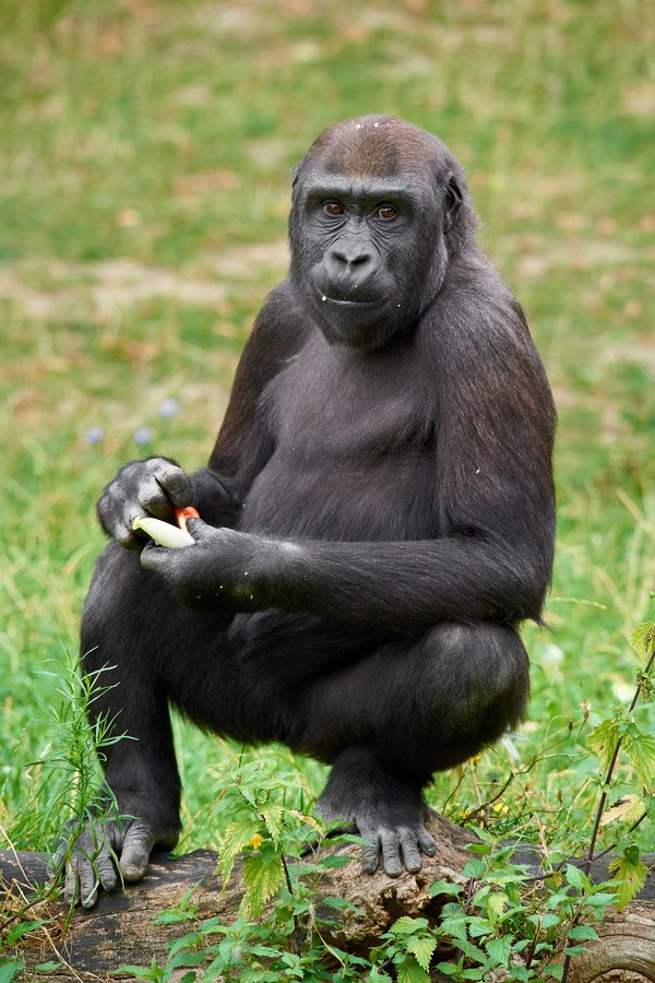 G. g. gorilla, Krefeld (DE) -- 2023 -- 0642