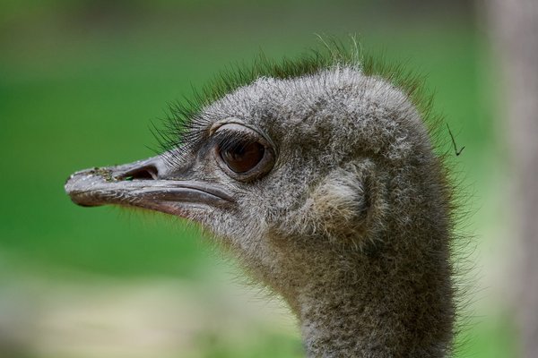 Struthio camelus australis, Krefeld (DE) -- 2023 -- 0670