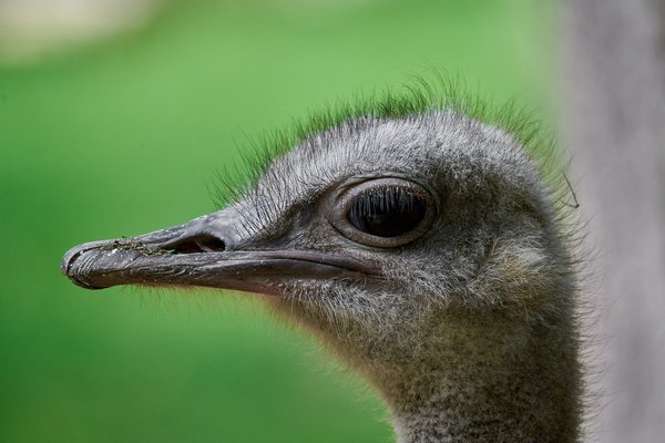 Struthio camelus australis, Krefeld (DE) -- 2023 -- 0672