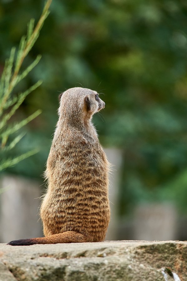 Suricata suricatta, Krefeld (DE) -- 2023 -- 0679
