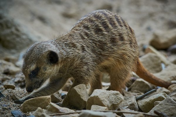 Suricata suricatta, Krefeld (DE) -- 2023 -- 0684