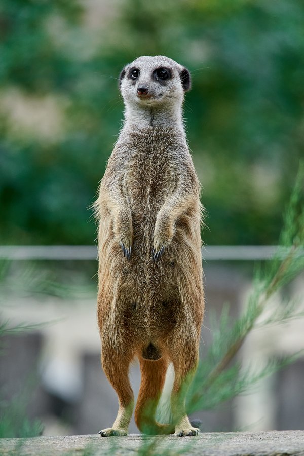 Suricata suricatta, Krefeld (DE) -- 2023 -- 0686