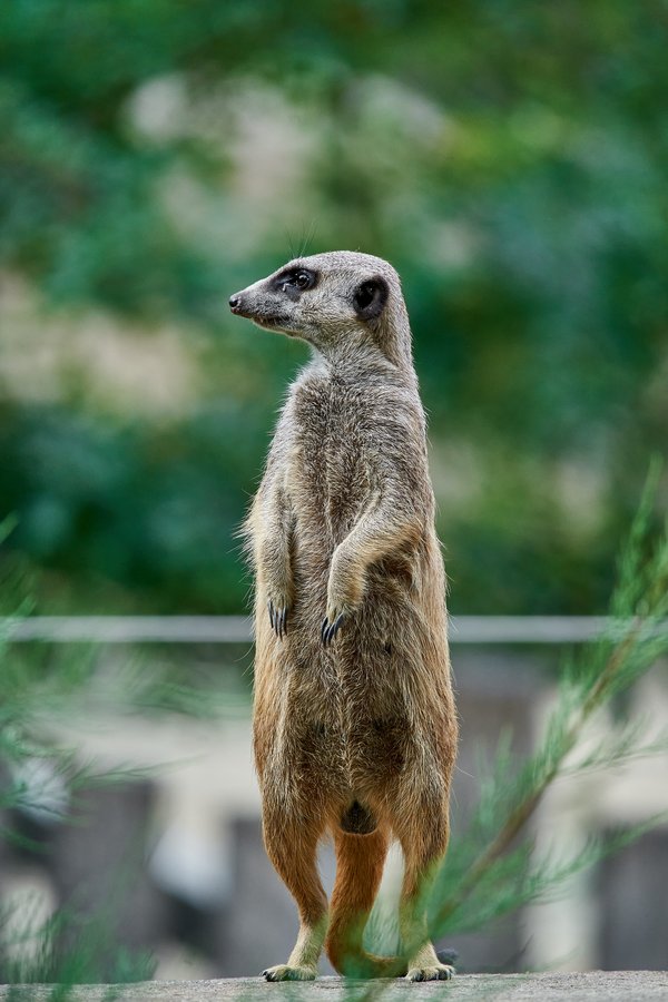 Suricata suricatta, Krefeld (DE) -- 2023 -- 0687