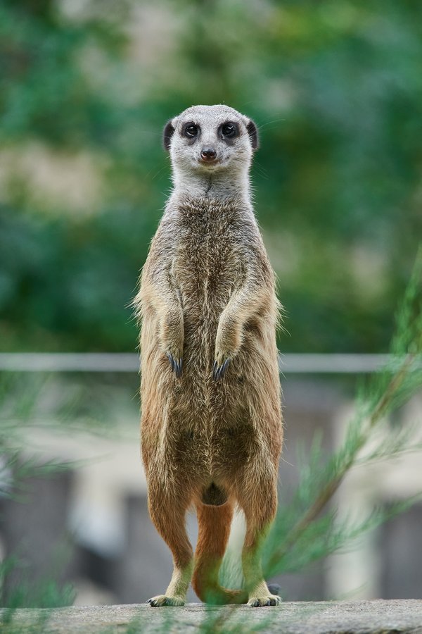 Suricata suricatta, Krefeld (DE) -- 2023 -- 0688