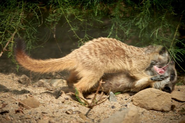 Suricata suricatta, Krefeld (DE) -- 2023 -- 0698