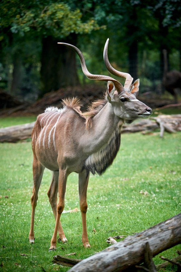 Tragelaphus strepsiceros, Krefeld (DE) -- 2023 -- 0729
