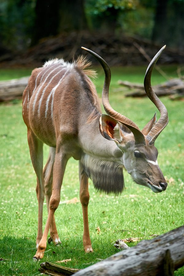 Tragelaphus strepsiceros, Krefeld (DE) -- 2023 -- 0734