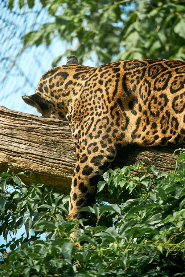 Panthera onca, Krefeld (DE) -- 2023 -- 0778