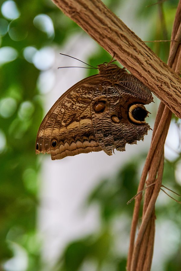Caligo, Krefeld (DE) -- 2023 -- 0789