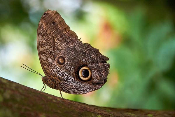 Caligo, Krefeld (DE) -- 2023 -- 0797B