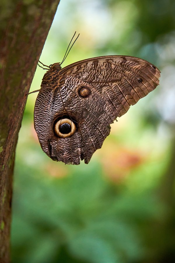 Caligo, Krefeld (DE) -- 2023 -- 0797