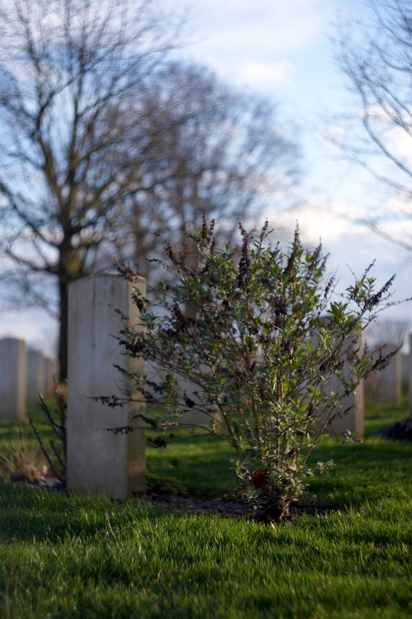 Berg en Dal (NL), Kanadischer Soldatenfriedhof Groesbeek -- 2024 -- 0011