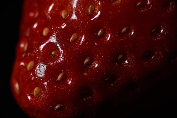 Fragaria -- 2024 -- 0057