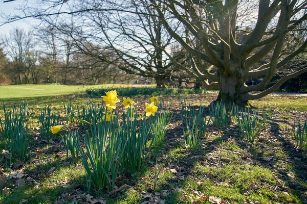 Narcissus pseudonarcissus, Düsseldorf (DE) -- 2024 -- 0012