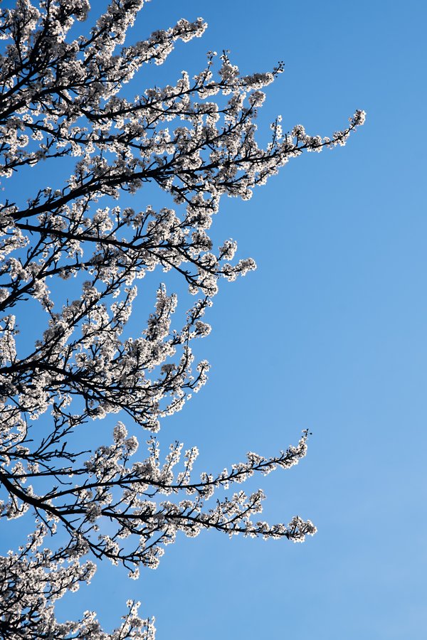 Prunus cerasifera, Düsseldorf (DE) -- 2024 -- 0023