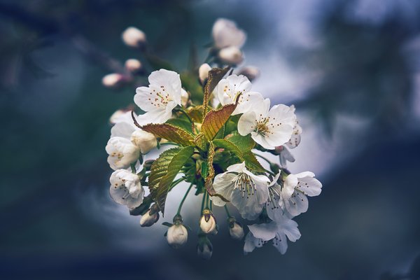 Prunus avium, Düsseldorf (DE) -- 2024 -- 0231