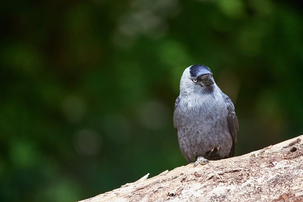 Corvus monedula, Krefeld (DE) -- 2024 -- 0070