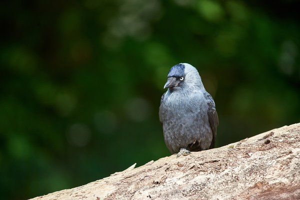Corvus monedula, Krefeld (DE) -- 2024 -- 0071
