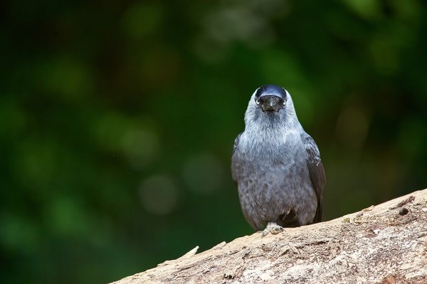 Corvus monedula, Krefeld (DE) -- 2024 -- 0073