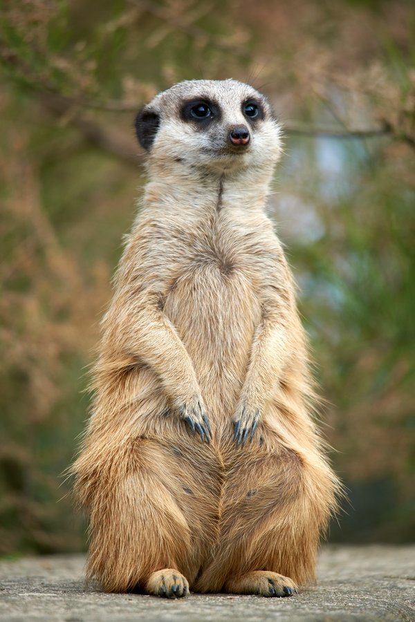 Suricata suricatta, Krefeld (DE) -- 2024 -- 0118