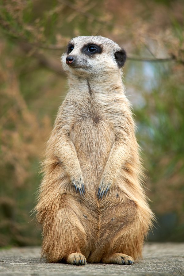 Suricata suricatta, Krefeld (DE) -- 2024 -- 0121
