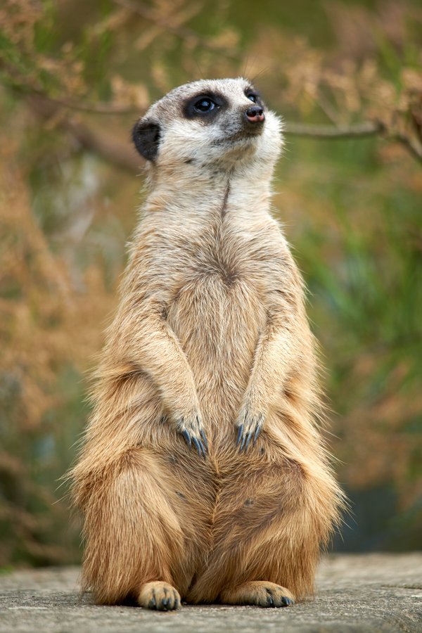 Suricata suricatta, Krefeld (DE) -- 2024 -- 0124