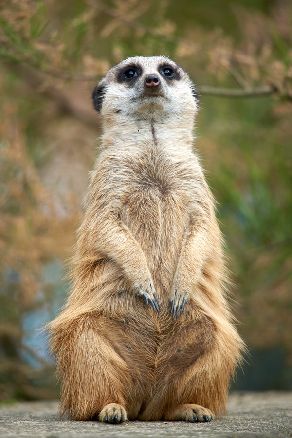Suricata suricatta, Krefeld (DE) -- 2024 -- 0129