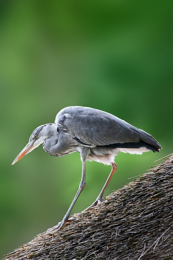 Ardea cinerea, Krefeld (DE) -- 2024 -- 0240