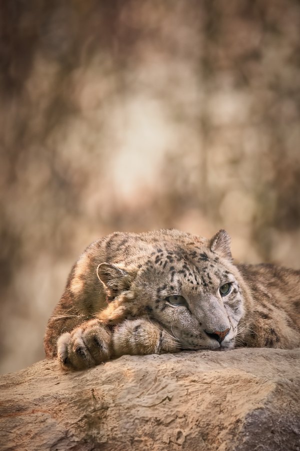 Panthera uncia, Krefeld (DE) -- 2024 -- 0284+91