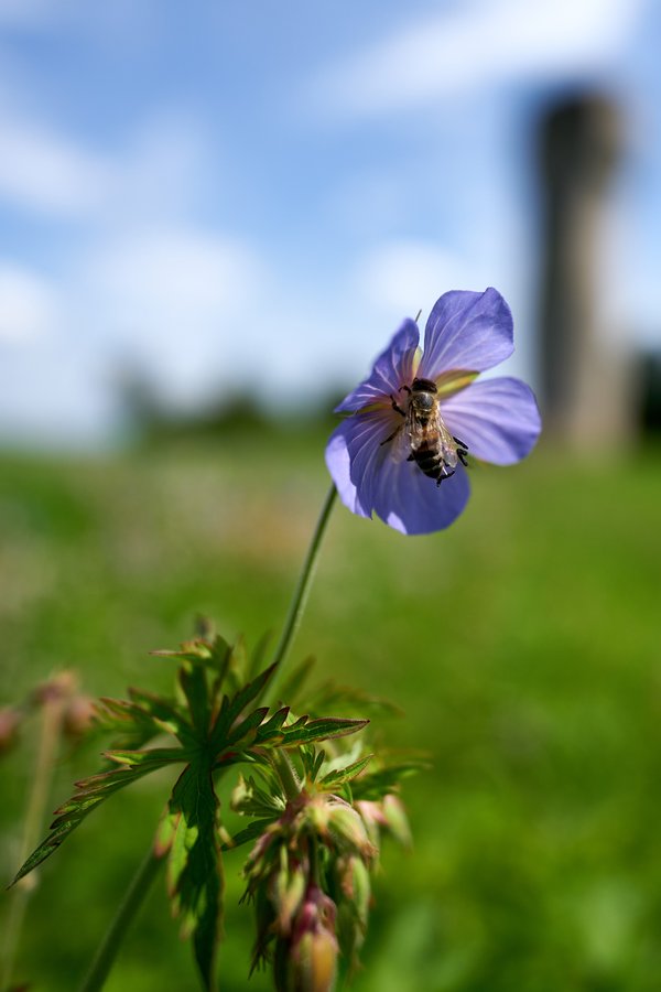 Apis mellifera & Geranium pratense, Neuss (DE) -- 2024 --0031