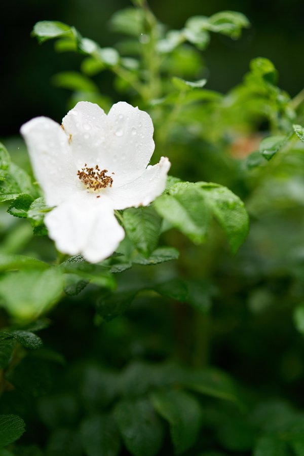 Rosa rugosa, Düsseldorf (DE) -- 2024 -- 0060