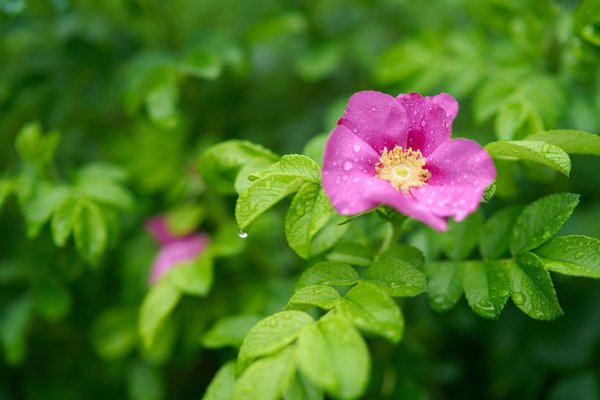 Rosa rugosa, Düsseldorf (DE) -- 2024 -- 0061