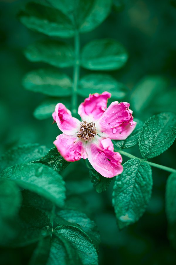Rosa rugosa, Düsseldorf (DE) -- 2024 -- 0062