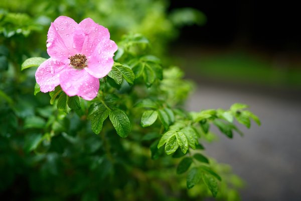 Rosa rugosa, Düsseldorf (DE) -- 2024 -- 0064